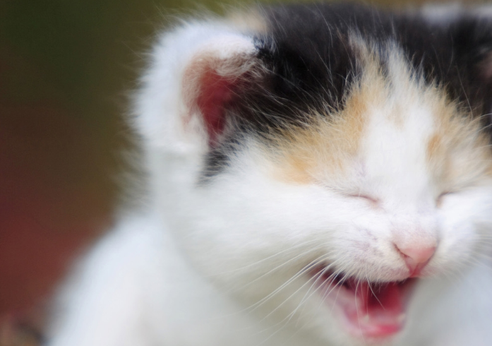 聪明的小猫，在受伤后主动向人求助，希望人类能够救助自己