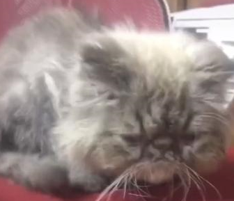 路遇一只流浪加菲猫,身体瘦弱眼睛感染,被救后成了粘人猫 路遇一只流浪加菲猫,身体瘦弱眼睛感染,被救后成了粘人猫