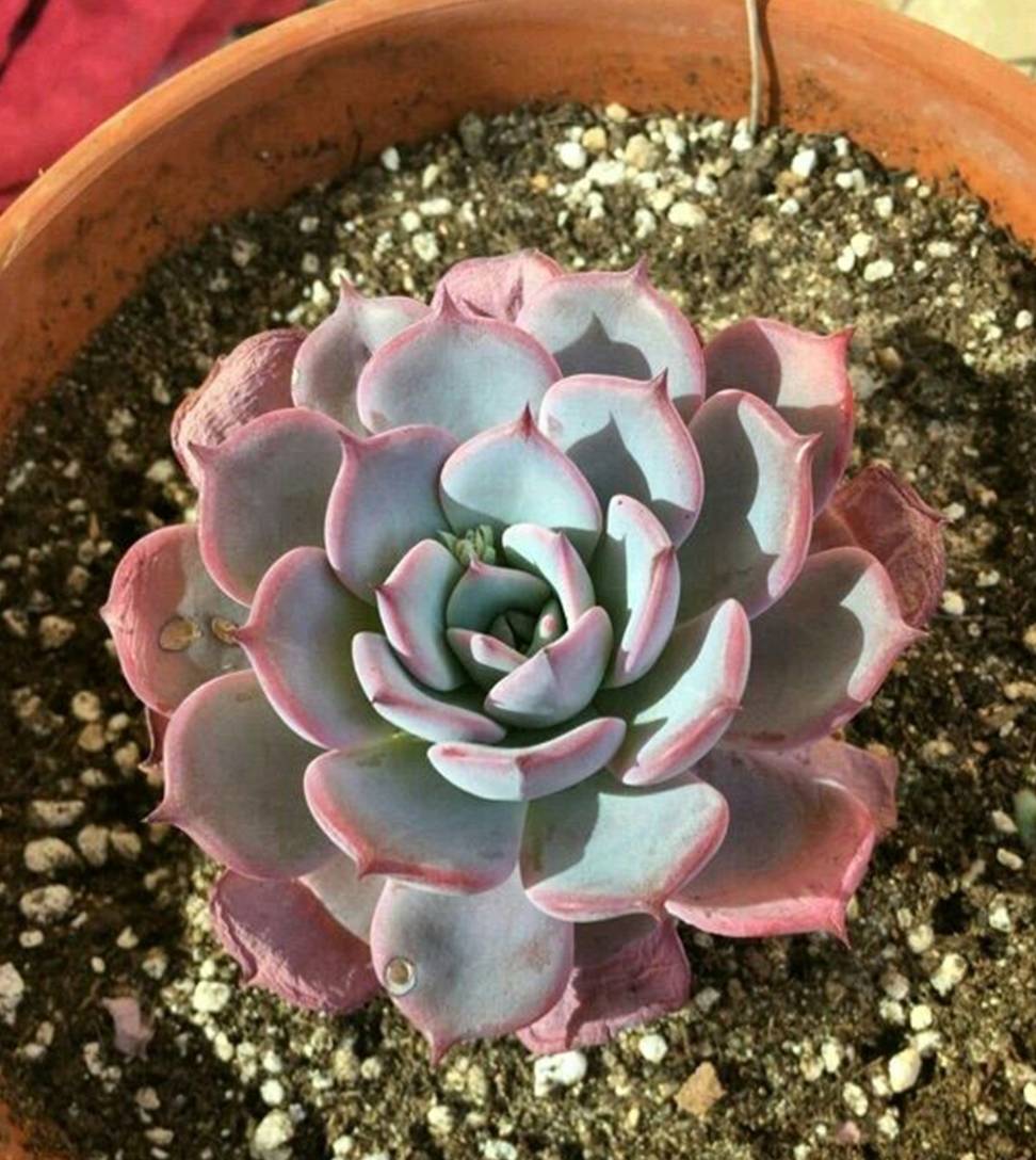 多肉植物劳伦斯,如何养出粉红色_叶片_日照_状态