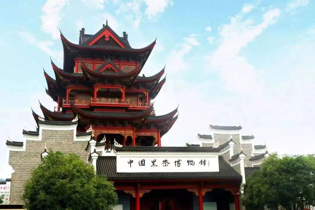 理想华莱|激活黑茶创新引擎 湖南安化赋能产业高质量发展_生产_茶叶