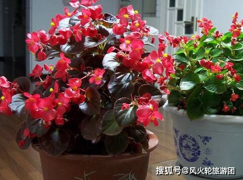 花朵鲜艳漂亮,不仅是四季秋海棠可以水培扦插,别的竹节海棠花,丽格