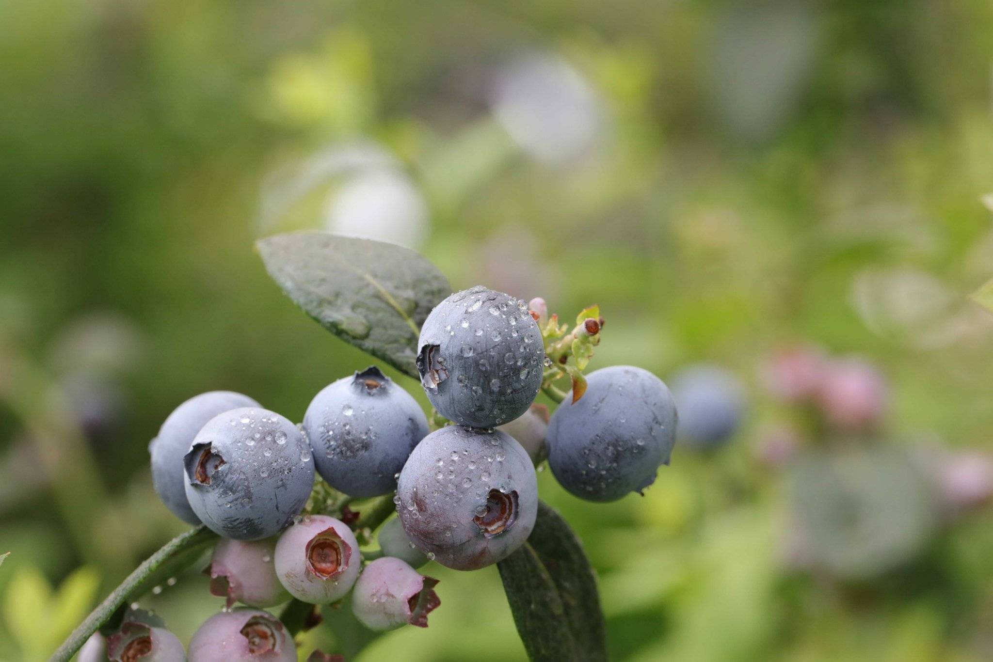 佳沃携手蒙自打造数字化蓝莓基地 "科技赋农"推进乡村振兴_种植_农业