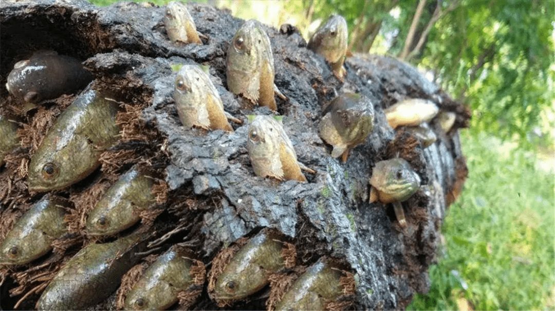 安徽600年朴树,树中有个深坑,雨后坑中盛满水,竟有鱼游弋其中_古树