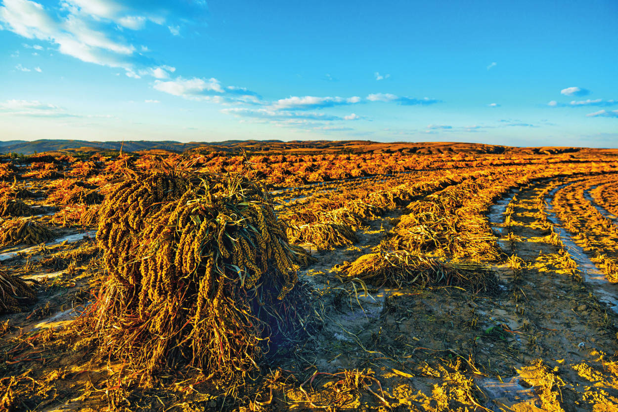繁峙谷子创全省机收最高单产纪录_技术_机械化_山西省