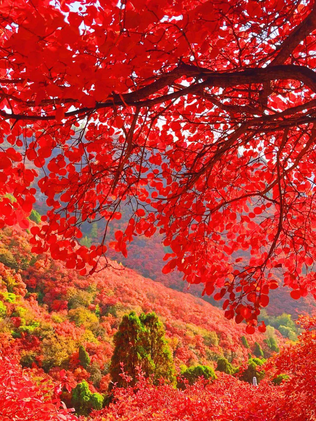 3000余亩天然的黄栌生长,每到深秋,红叶遍布山岗峡谷,如火似霞,霜降后