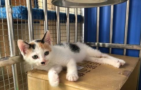 养猫会上瘾?主人家里已经养了11只猫,路遇2只三花猫依旧带回家 养猫会上瘾?主人家里已经养了11只猫,路遇2只三花猫依旧带回家