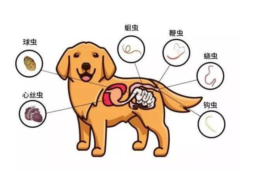 选对方法,让你的宠物免受寄生虫侵扰_保护_包括_建议