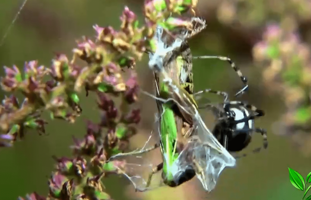 蜘蛛捕食蚱蜢全过程,蚱蜢自己送上门,成为蜘蛛的盘中餐