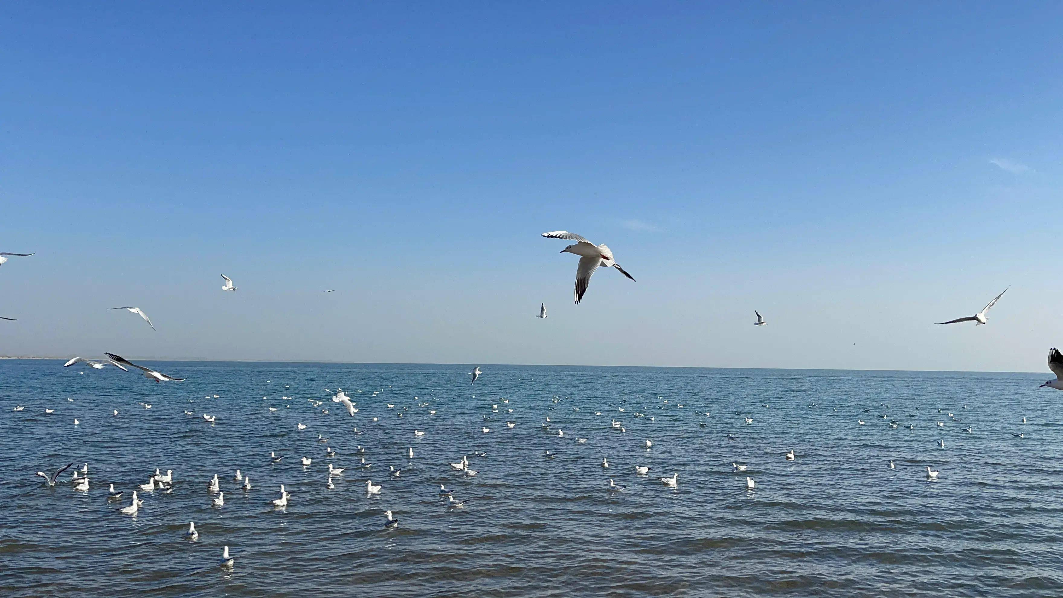 飞刀,美杏游新疆第四天:博斯腾湖!2023.10.24_湖区_芦苇_海鸥