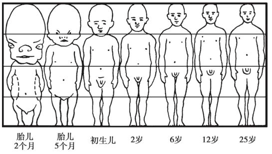 颅面的生长发育受哪些因素影响