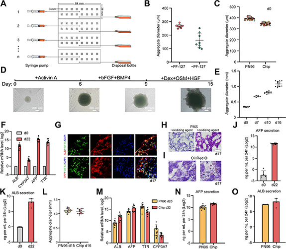 北大科研组在类器官模型制备方向的最新进展报告_球体_组装_研究