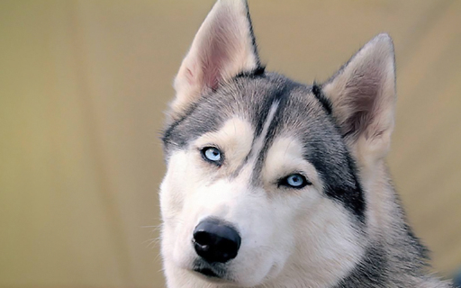 狗狗每天掉那么多毛,为什么不会秃?_毛发_原因_现象