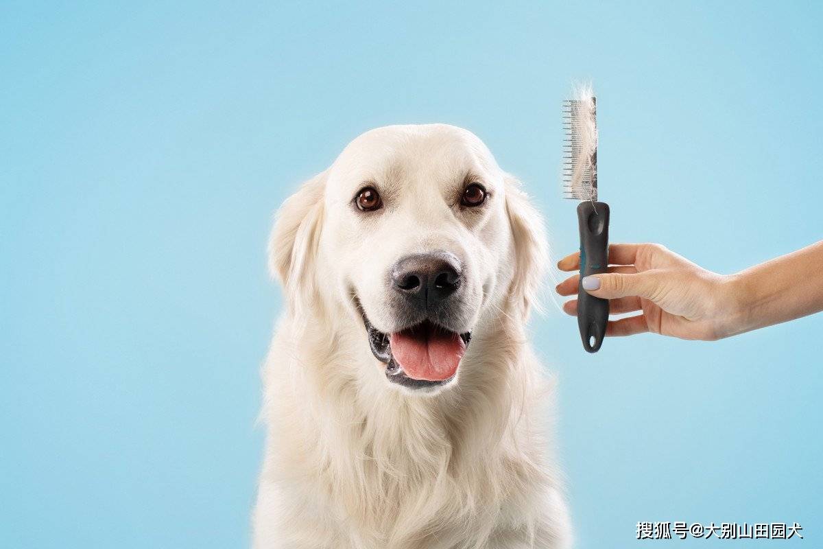 五个"多毛品种":每年都是个大问题,因为它们在换毛