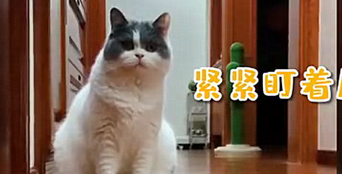 猫咪通宵等待主人电话,实在令人感动 猫咪通宵等待主人电话,实在令人感动