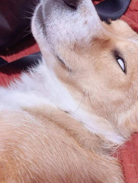 狗子和狮子狭路相逢!还好遇到的是绅狮_感觉_事儿_什么