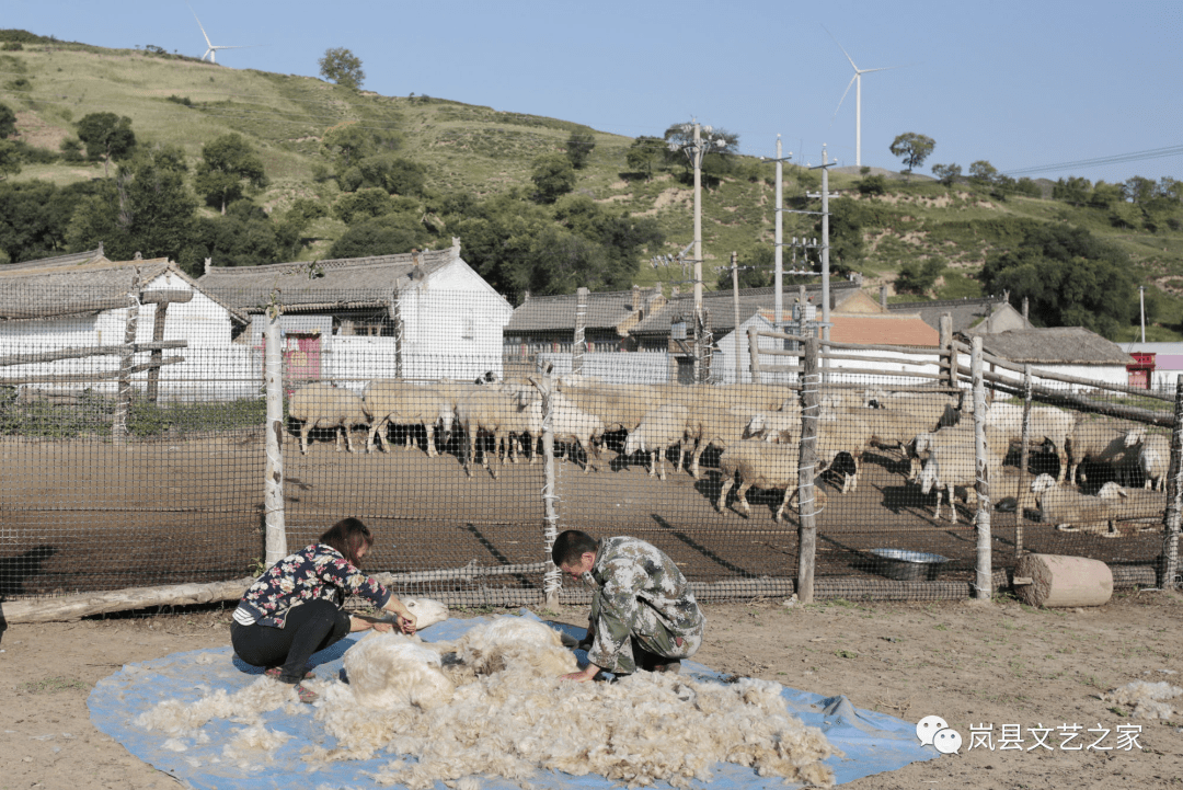 村东河滩附近,正在剪羊毛的夫妇俩.