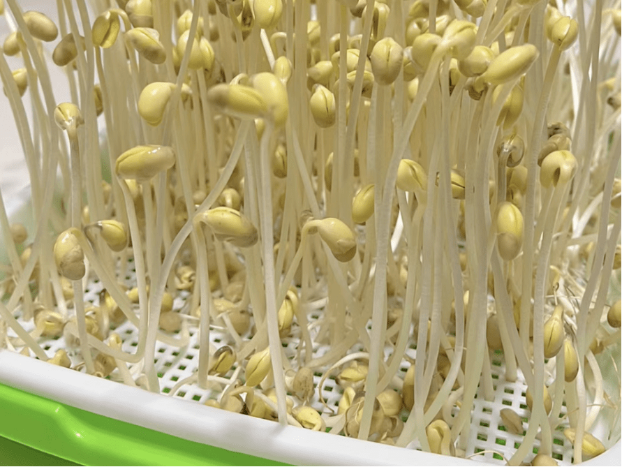 "豆"趣横生——济南市市中区七贤中心幼儿园秋季教