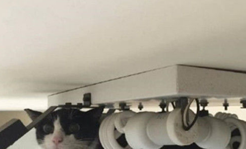 家里四处找不到猫,无意间一抬头紧张起来:这是咋上去的? 家里四处找不到猫,无意间一抬头紧张起来:这是咋上去的?