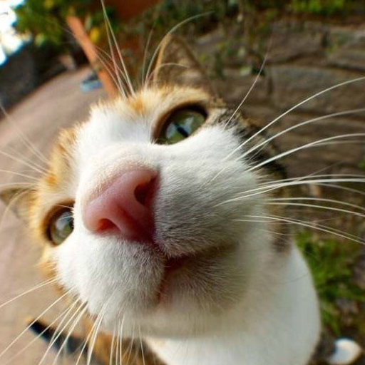 萌宠猫咪自拍黑照,美图秀秀都救不回来_眼睛_动物_好奇心
