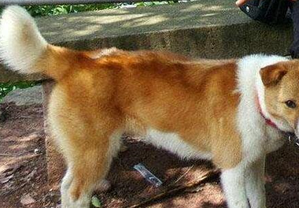 养一只中华田园犬,需要做到这6点,不然就是害了它_狗狗_主人_营养