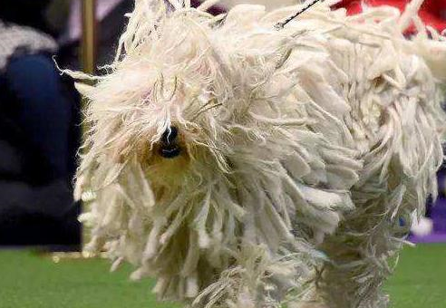 可蒙犬另外一个名字,就是"拖把狗",家养的话也并不推荐.