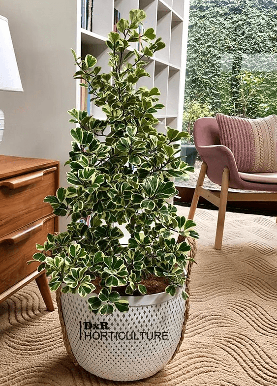 蓝妖:花叶心叶榕锦怎么养?做好这5点,新手也能养好