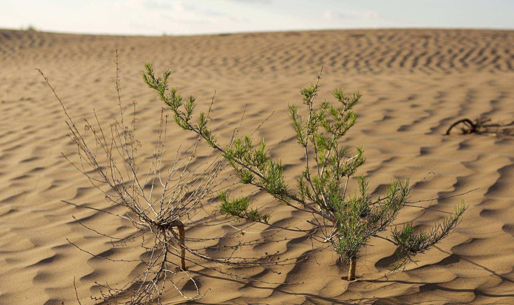 2016年,上线的蚂蚁森林,很多人都种了梭梭树,如今结果如何了?