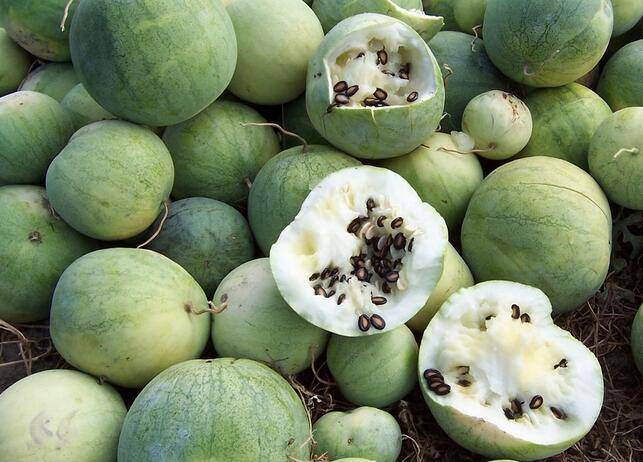 打瓜用什么肥料好?菌酶腐植酸为你助力_杨大叔_种植_品质