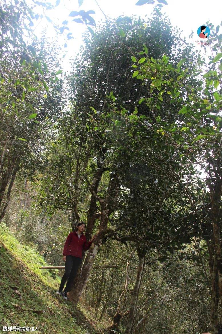 重走古六大茶山,每一座都充满了故事!_茶树_易武_茶园