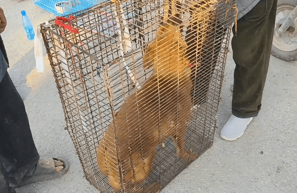 以为逃过一劫，却被狗贩劝进了笼，看着笼里的看家犬，狗主愧疚道：它净咬人家 