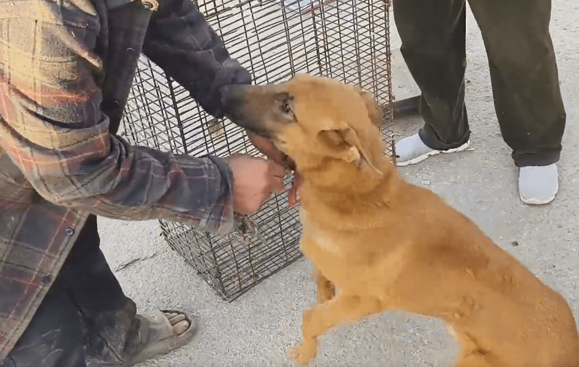 以为逃过一劫，却被狗贩劝进了笼，看着笼里的看家犬，狗主愧疚道：它净咬人家 
