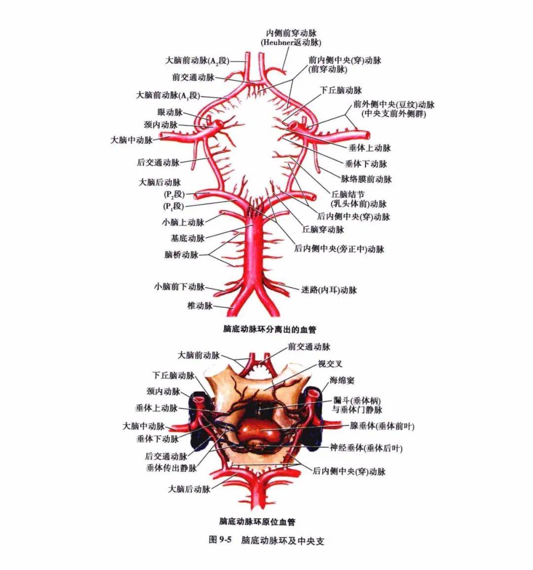 大脑中动脉皮质支图片