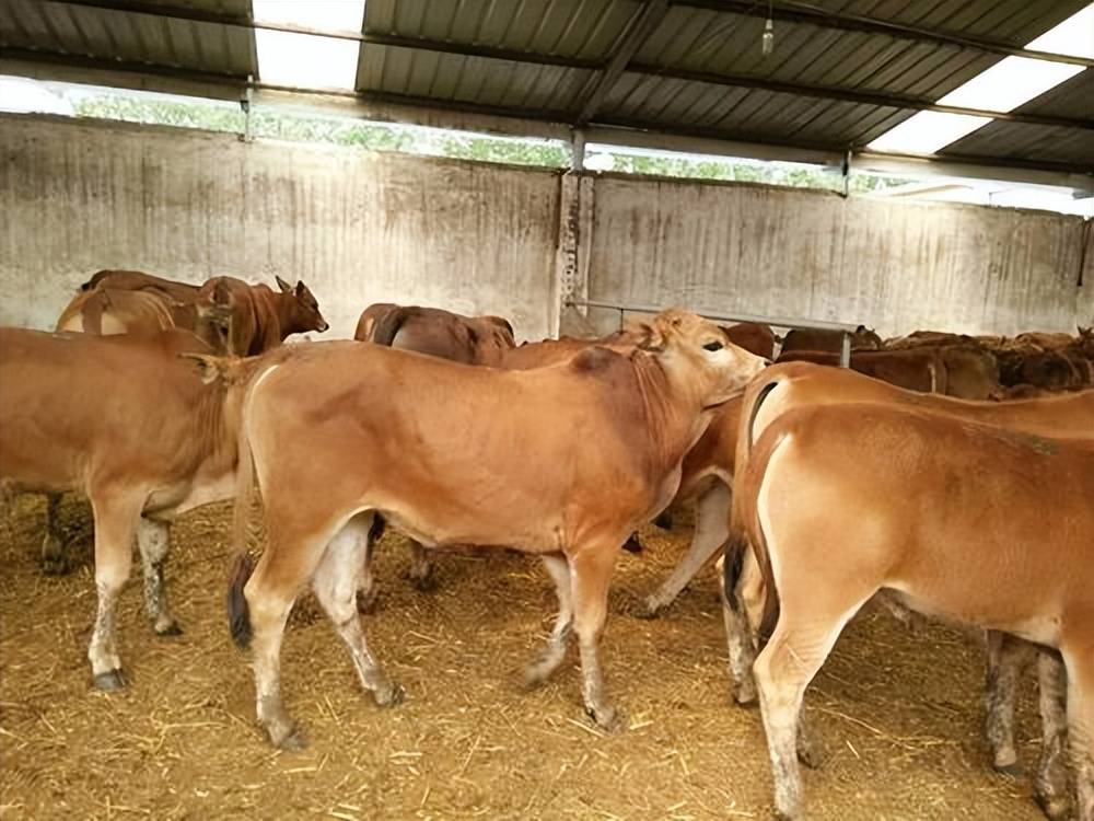 牛虱病是如何发生的?本文告诉你具体方法!_进行_环境_公司