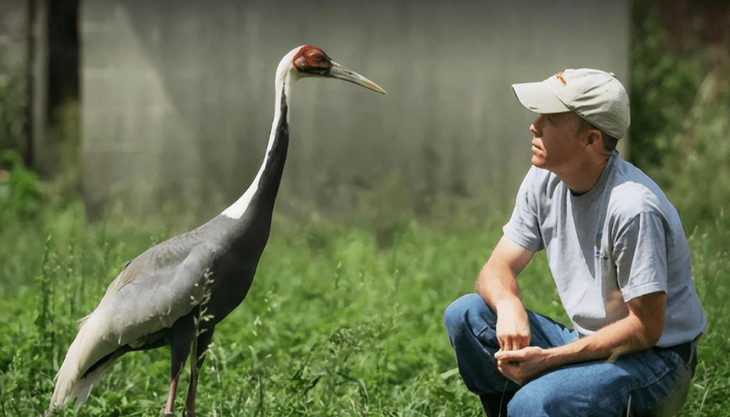 白枕鹤连杀2任丈夫,却向人类小伙求偶,一人一鸟相伴18年_胡桃_克罗