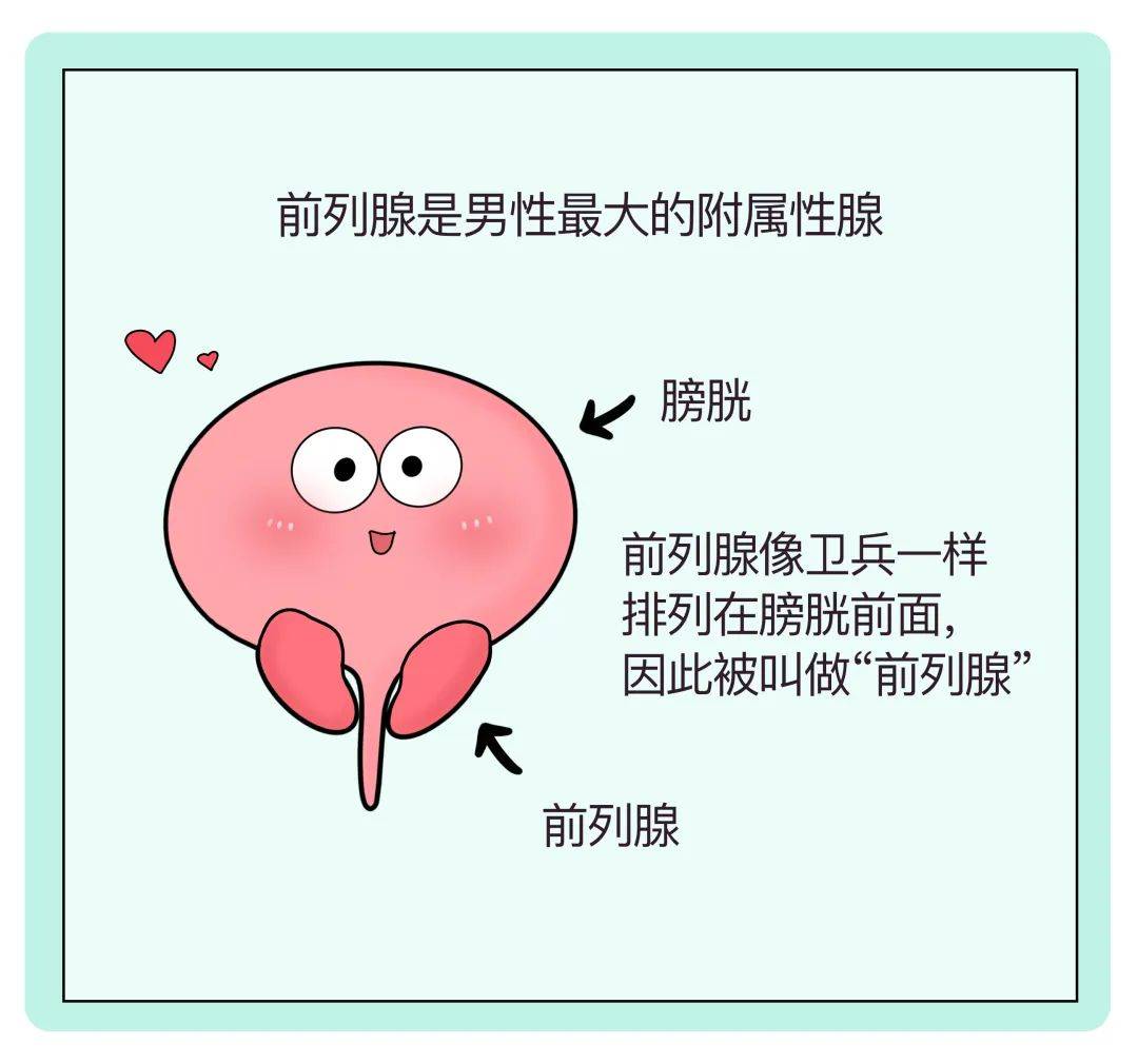 【n-nose检测】前列腺癌真的与性生活频繁有关吗?_男性_癌症_次数