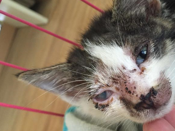 猫眼部炎症的主要症状是:眼睛红肿,流泪,角分泌物增多,眼睛闭合,混浊