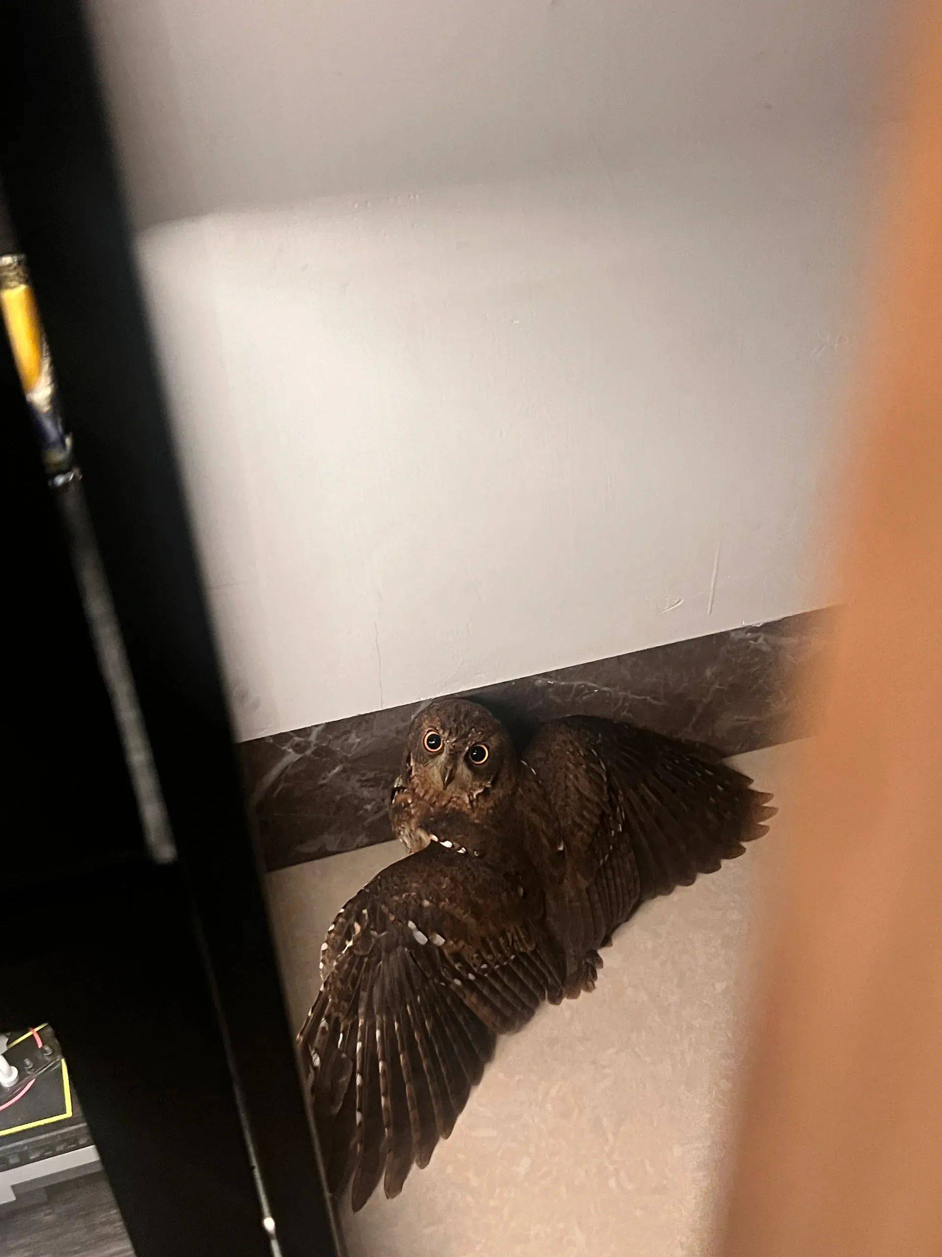 可愛的卡通貓頭鷹帶有藍色的翅膀和大自然, 貓卡通, 貓頭鷹卡通, 卡通貓頭鷹PNG去背圖片素材免費下載，免摳圖設計圖案下載-, image size:1920x2560