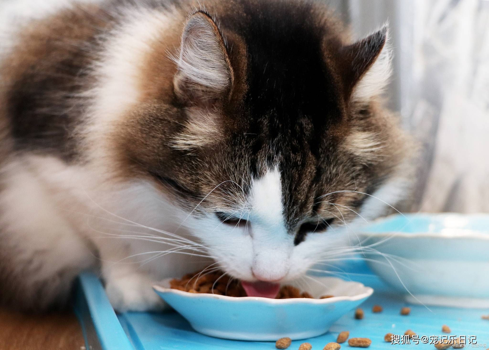 猫只吃猫粮不吃别的怎么办?_猫咪_食物_其他