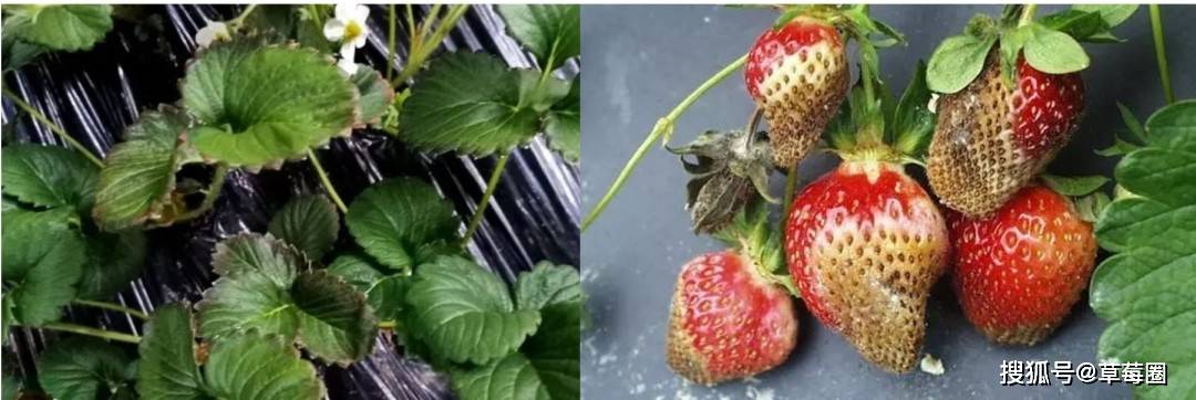 低温来临,草莓如何做好保温措施?_温度_根系_肥料