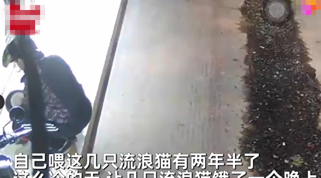 广西：女子放猫粮喂流浪猫，半夜被人偷走：穷到买不起，我可以送 