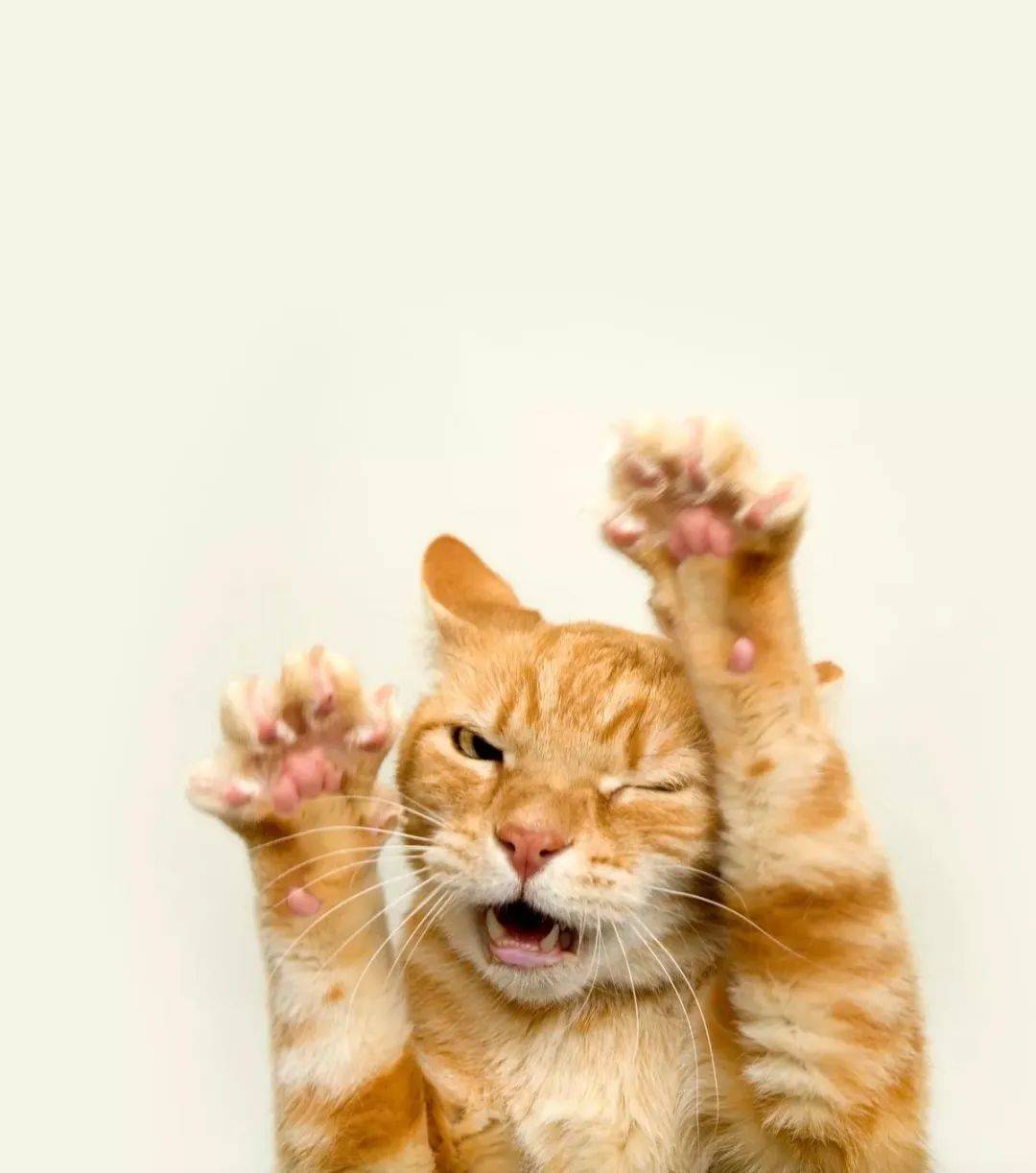 小镇最凶橘猫,喜欢找狗打架还袭击路人,猫主人无能为力 小镇最凶橘猫,喜欢找狗打架还袭击路人,猫主人无能为力