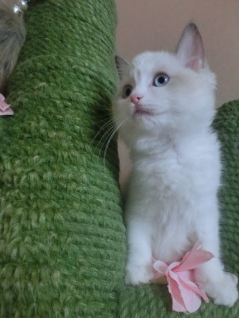 猫舍撸猫记!众多猫咪我独宠一只,猫咪快被我逼疯了! 猫舍撸猫记!众多猫咪我独宠一只,猫咪快被我逼疯了!