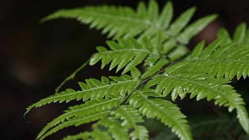 称"龙王的胡须","尿道炎"煮水有良效,关键不要钱_凤尾草_研究_中草药