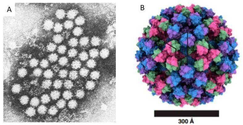 小孩拉肚子是什么病毒感染？感染的是轮状病毒还是诺如病毒如何区分