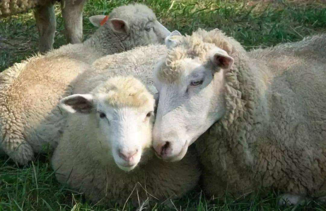 羊消瘦不长的原因和解决方法有哪些?养羊户必看
