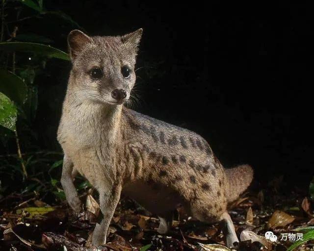 马岛缟狸:世界上交配时间最长的动物,为何如此猛?_竞争_行为_繁殖