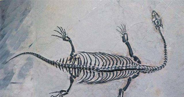 贵州为何发现龙化石,松花江为何有坠龙传说?_老人_龙的_不知道