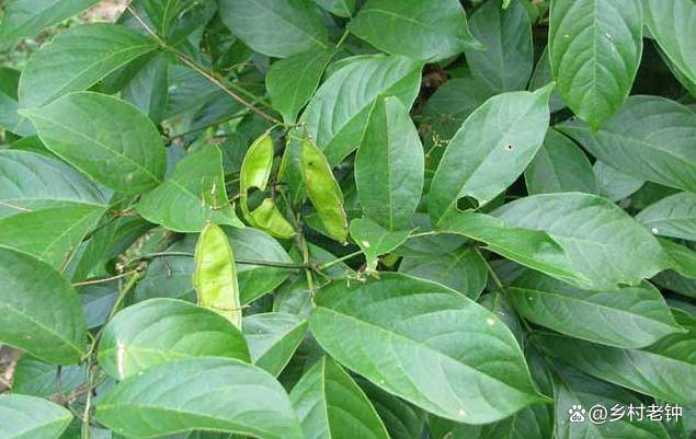 俗称"毒鱼藤",是鱼的克星,过去常用它捕鱼,也是天