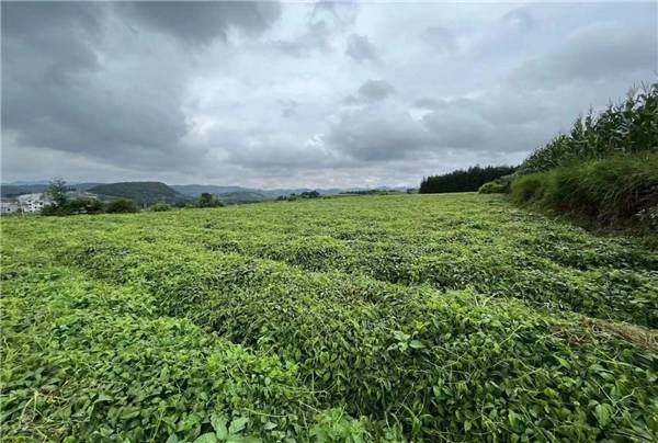 广西三叶青种植基地图片