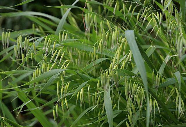 野燕麦怎么用农药消灭